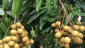 Vietnam seeks to expand overseas markets for lychees, longans