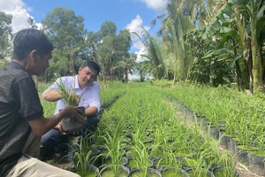 Cơ hội đưa ngành hàng lúa gạo Việt Nam phát triển bền vững