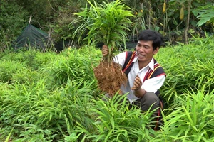 Quảng Ngãi: Phát triển gừng gió, đặc sản vùng núi Trà Bồng