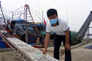 Anh Phan Văn Hải kiểm tra mực mới đánh bắt được sau chuyến vươn khơi xa