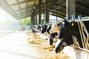 Chất thải từ chăn nuôi gia súc có thể biến đổi thành khí đốt