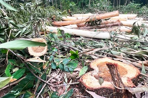 Nhiều cây rừng đường kính lớn giữ chức năng phòng hộ ở lòng hồ Vạn Định vừa bị “xẻ thịt”