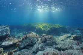Trầm tích biển lưu trữ một lượng carbon đáng kể