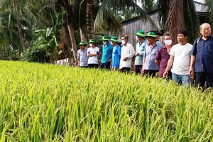 Các chuyên gia của Cty Bình Điền và Trug tâm khuyến nông các tỉnh luôn đồng hành cùng bà con nông dân áp dụng mô hình Canh tác lúa thông minh trong vụ Hè Thu 2021.