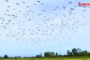Đàn chim “lạ” hàng ngàn con xuất hiện ở Quảng Trị