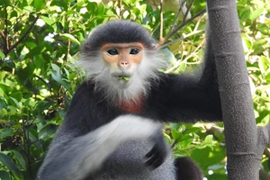 Ghi nhận 8 loài linh trưởng nguy cấp quý hiếm tại Vườn Quốc gia Vũ Quang