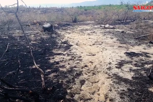 Phá trắng, đốt sạch trên 140ha rừng ở Bình Định