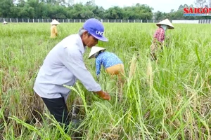 Sôi động thị trường lúa gạo cuối năm