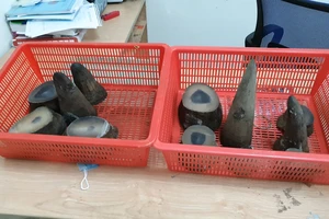 Hải quan Tân Sơn Nhất bắt giữ hơn 6kg sừng tê giác