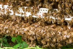 Covid-19 mang lại mùa thu hoạch bội thu nhất trong 40 năm cho người nuôi ong ở Pháp 
