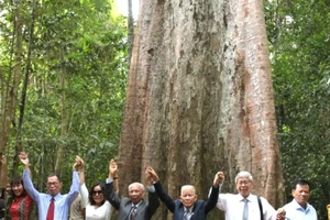 Podcast bản tin tối 9-12: 162 cây cổ thụ ở Bình Phước được công nhận là cây di sản; Triệt phá điểm khai thác vàng trái phép, bắt giữ 28 đối tượng