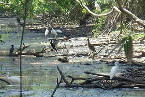 Vườn chim 10.000 con gây ô nhiễm cho TP Cà Mau