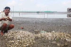 Ngêu chết tràn bãi biển Kiên Giang nghi do nguồn nước bị ô nhiễm. Ảnh: NGỌC CHÁNH