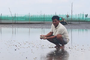 Nghêu chết hàng loạt trên bãi biển Kiên Giang vào tháng 5 vừa qua. Ảnh: NGỌC CHÁNH