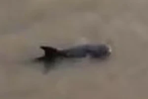Cá heo xuất hiện trên sông Bảy Háp, Cà Mau