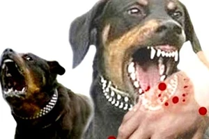 Người dân Cà Mau lo lắng vì chó mắc bệnh dại cắn người