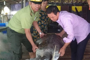 Hạt kiểm lâm huyện Ngọc Hiển tiếp nhận cá thể rùa do anh Nghĩa bàn giao để thả về môi trường tự nhiên