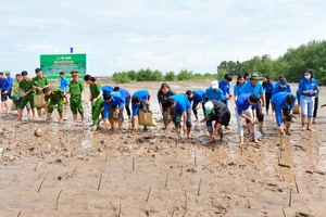 Lực lượng đoàn viên tham gia trồng rừng ngập mặn