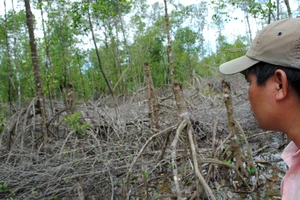 Tại VQG Mũi Cà Mau có thời kỳ quản lý lỏng lẻo để xảy ra tình trạng phá rừng