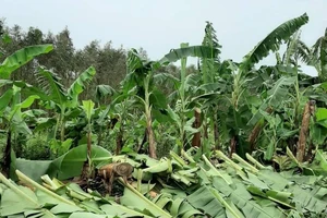 Trên 1.470 ha chuối vùng U Minh Hạ (Cà Mau) và U Minh Thượng (Kiên Giang) bị thiệt hại do ảnh hưởng bão số 2