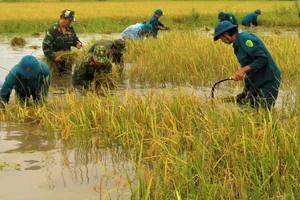 Cà Mau: Bộ đội giúp dân thu hoạch lúa bị ngập úng kéo dài