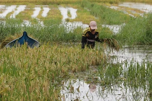 Tại vùng ngọt hóa huyện Trần Văn Thời (tỉnh Cà Mau) lúa bị ngập phải cắt bằng tay nên tiến độ thu hoạch rất chậm