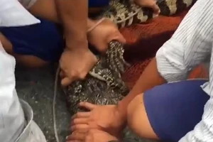 Người dân bắt con cá sấu bò trước sân nhà ông Nguyễn Văn Chuẩn
