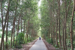 Một con đường trên địa bàn xã Khánh Thuận nằm trong lâm phần U Minh Hạ