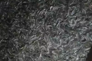  Cà Mau: Điều tra ao tôm công nghiệp nghi bị đầu độc