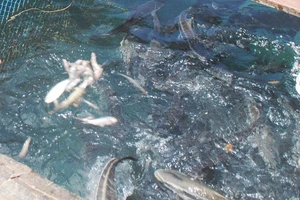 Người dân trên đảo Hòn Chuối lo lắng vì cá bớp nuôi lồng bè bị chết