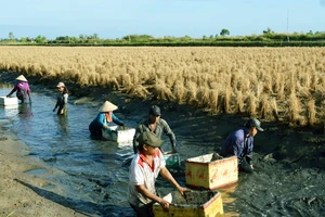 Tìm giải pháp gỡ “nút thắt” mô hình sản xuất lúa tôm