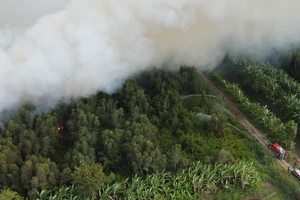 Đang cháy rừng ở Cà Mau, hơn 40ha đã bị thiêu rụi