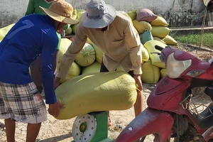 Cà Mau: Chỉ đạo xác minh thông tin thương lái mua lúa không trả tiền cho nông dân