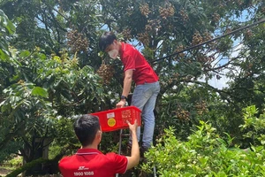 Nhân viên J&T Express chi nhánh Bắc Ninh hỗ trợ nhà vườn thu hái nhãn