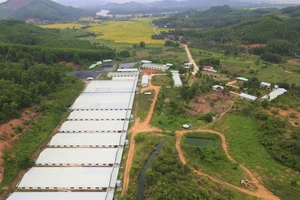 Trại Phú Hưng với qui mô 2.600 heo nái và 5.000 heo thịt