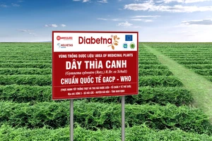 Vùng trồng Dây thìa canh sạch chuẩn quốc tế GACP-WHO - Nguyên liệu bào chế Diabetna tại Hải Hậu, Nam Định