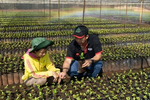 Nestlé hỗ trợ cây giống chất lượng cao cho người nông dân trồng cà phê tại Tây Nguyên