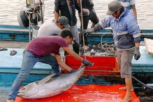 Việt Nam hành động để loại bỏ khai thác hải sản bất hợp pháp