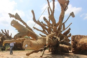 3 cây cổ thụ đang bị tạm giữ tại Thừa Thiên - Huế