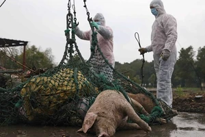 Trung Quốc tiêu hủy lợn nhiễm bệnh dịch tả châu Phi. Nguồn: SCMP.COM