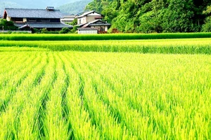 Giai đoạn 2021-2030: Giữ ổn định 3,5 triệu ha đất trồng lúa