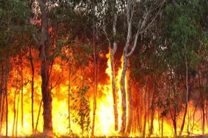 Đã có một số vụ cháy rừng xảy ra tại các địa phương