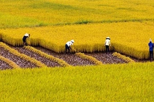 Chính phủ yêu cầu giữ ổn định diện tích 3,56 triệu ha đất trồng lúa
