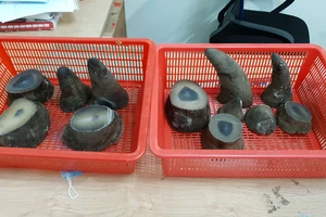 Hải quan Tân Sơn Nhất bắt giữ hơn 6kg sừng tê giác