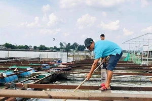 Cá bè chết bất thường trên sông Đồng Nai