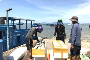 Ngư dân Khánh Hòa đưa hải sản lên bờ