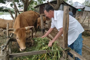 Ông Nguyễn Văn Hưởng chăm sóc đàn bò sinh sản của gia đình