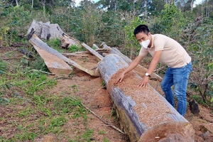 Ban Nội chính Tỉnh ủy Kon Tum vào cuộc vụ 11 dự án giao rừng ở Kon Plông