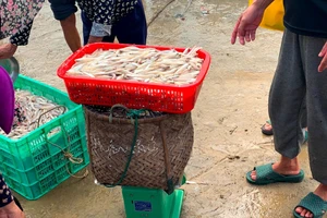 Cá cơm biển được tiêu thụ ngay tại bờ biển xã Kỳ Ninh