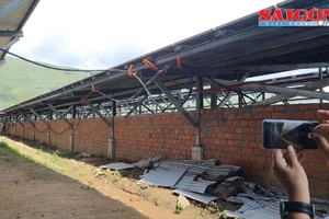 Điện mặt trời "núp bóng" trang trại nông nghiệp: Tỉnh Phú Yên chỉ đạo xử lý nghiêm